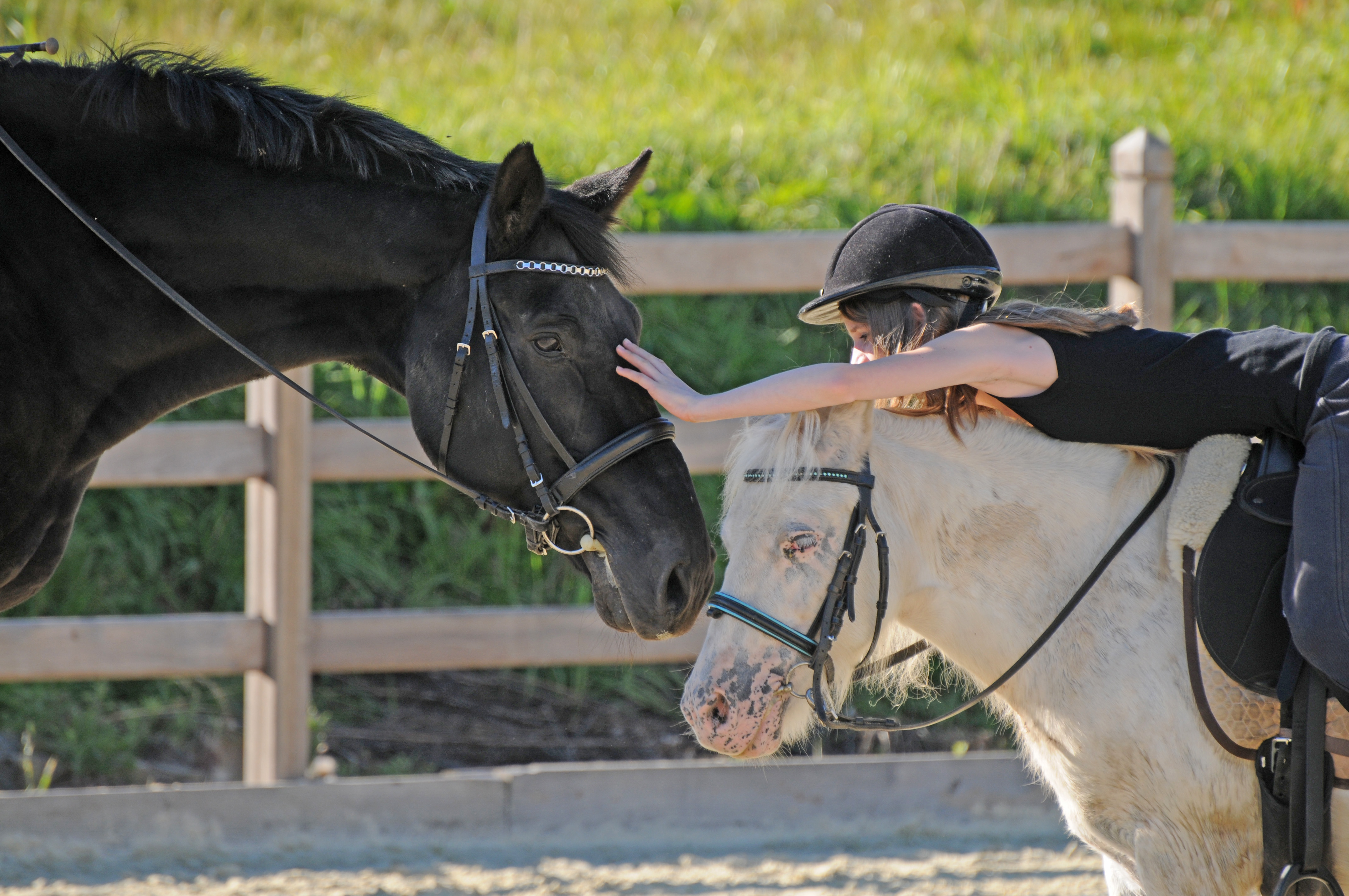 Reitvereine Reitanf&auml;nger Schulpferde