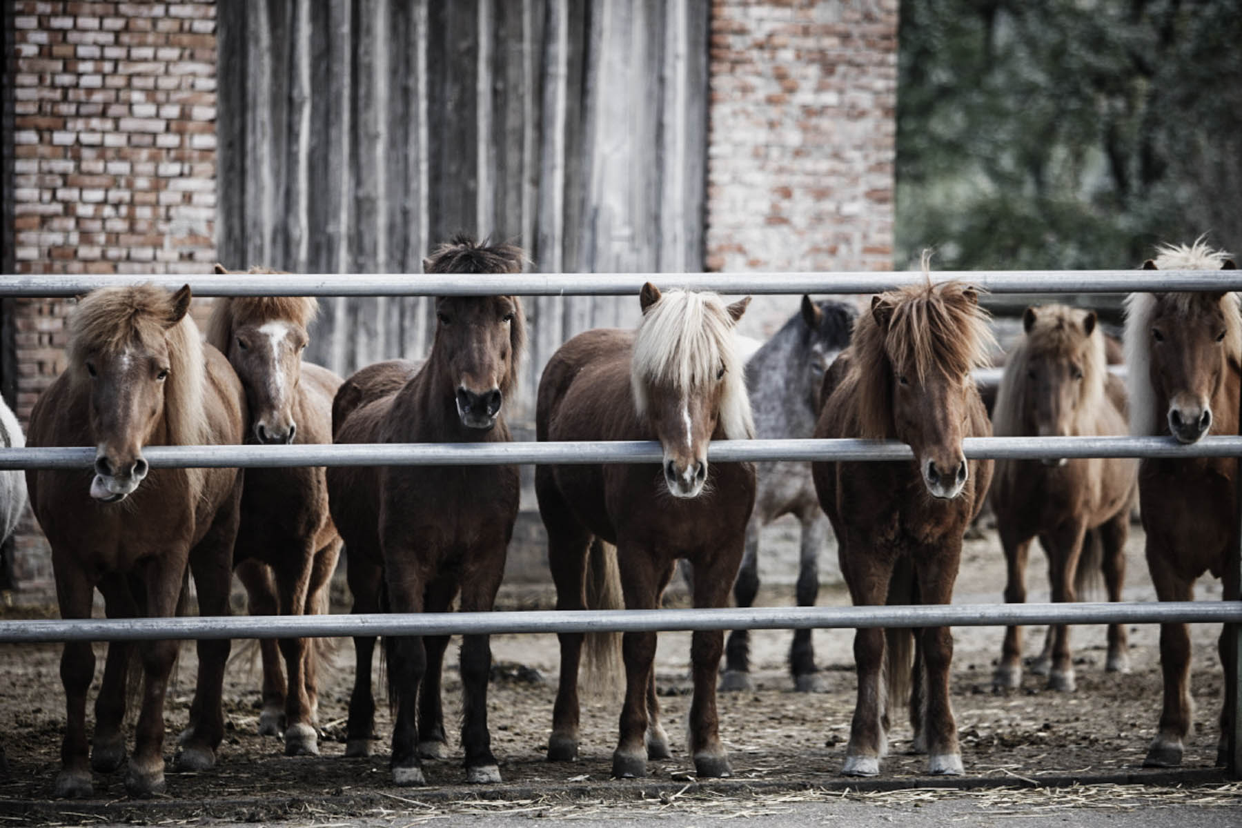 Herausforderungen f&uuml;r Reitvereine: Innovation und Anpassung sind gefragt